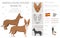 Andalusian hound Maneto clipart. Different poses, coat colors set