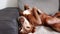Andalusian podenco breed dog laying on a grey sofa