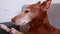 Andalusian Podenco dog lies on a couch and yawning face close up