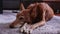 Andalusian podenco dog lying on a carpet at home resting and moving eyes looking around