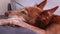 Andalusian Podenco Dog sleeping with its head and a paw on an armrest of a couch