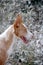 Andalusian Podenco Portrait head purebred dog