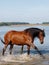 Andalusian Spanish Horse Splashing