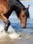 Andalusian Spanish Horse Splashing