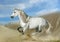Andalusian stallion in desert