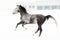 Andalusian thoroughbred gray horse in winter field in motion on the background of the nursery Multicolored horizontal