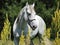 Andalusian white horse portrait galloping on a meadow
