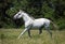 Andalusian white horse portrait galloping on a meadow