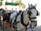 Andalusian white horse in seville pulling a beautiful carriage f