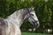 Andalusian white saddle horse portrait against green foliage trees