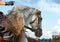 Andalusian white saddle horse portrait against sky  background