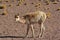 Andean animal Vicuna