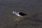 An Andean avocet, Recurvirostra andina