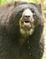 Andean Bear