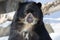 Andean Bear