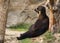 Andean Bear