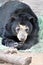 Andean bear laying down at the Phoenix Zoo, in Phoenix, Arizona, United States