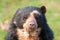 Andean Bear (Tremarctos ornatus)