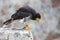 Andean bird, the Curiquinge or Dragon Verde, Ecuador