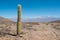 Andean Cacti