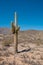 Andean Cacti