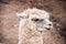 Andean Camelids Llama, Alpaca and Vicuna grazing at the Awanacancha llama farm, Sacred Valley, Cuzco, Peru