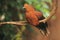 Andean cock-of-the-rock