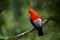 Andean cock-of-the-rock in the beautiful nature habitat