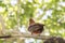 Andean Cock-of-the-Rock bird perched on a branch