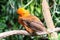 Andean cock-of-the-rock bird Rupicola rupicola peruvianus