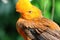 Andean cock-of-the-rock bird Rupicola rupicola peruvianus