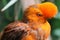 Andean cock-of-the-rock bird Rupicola rupicola peruvianus