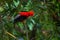 Andean Cock of the Rock - Rupicola peruviana