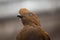 Andean cock-of-the-rock Rupicola peruvianus