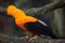 Andean cock-of-the-rock Rupicola peruvianus