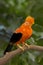 Andean Cock-of-the-rock, Rupicola peruvianus, perched