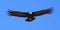 Andean Condor