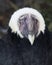 The Andean Condor