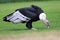 Andean condor