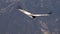 Andean Condor bird in the Colca Canyon, Peru.