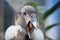 Andean Condor Closeup