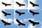Andean Condor Flight Sequence