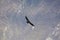 Andean condor flying in the Colca Canyon Arequipa.