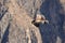 Andean condor flying in the Colca Canyon Arequipa.