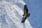 Andean condor flying in the Colca Canyon Arequipa.