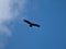 Andean condor flying over the Cerro Blanco reserve, Cordoba, Argentina