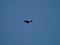 Andean condor flying over the Cerro Blanco reserve, Cordoba, Argentina