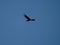 Andean condor flying over the Cerro Blanco reserve, Cordoba, Argentina