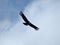 Andean condor flying over the Cerro Blanco reserve, Cordoba, Argentina