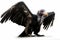 Andean Condor, a large bird of prey found in the Andes Mountains of South America.